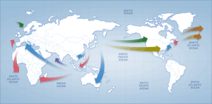 Read more about the article Hanjin Bankruptcy: Ripple Effect from Shipping into SC