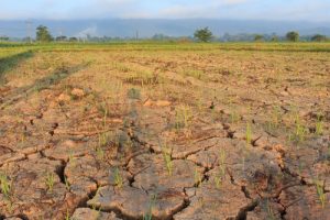 Read more about the article El Niño Impacting Key Materials: Palm Oil Case Study